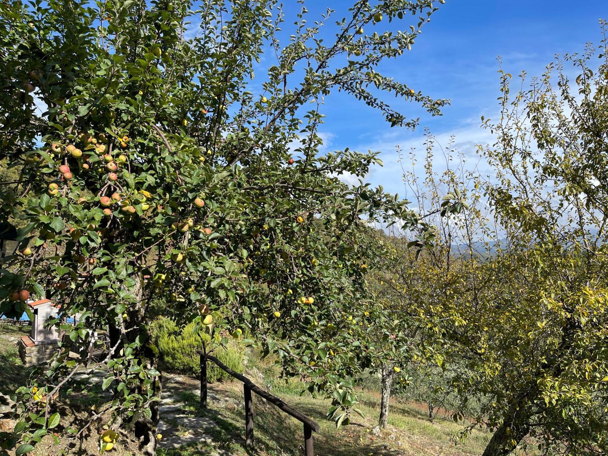 Country house Bio Il Vigno Caprese Michelangelo