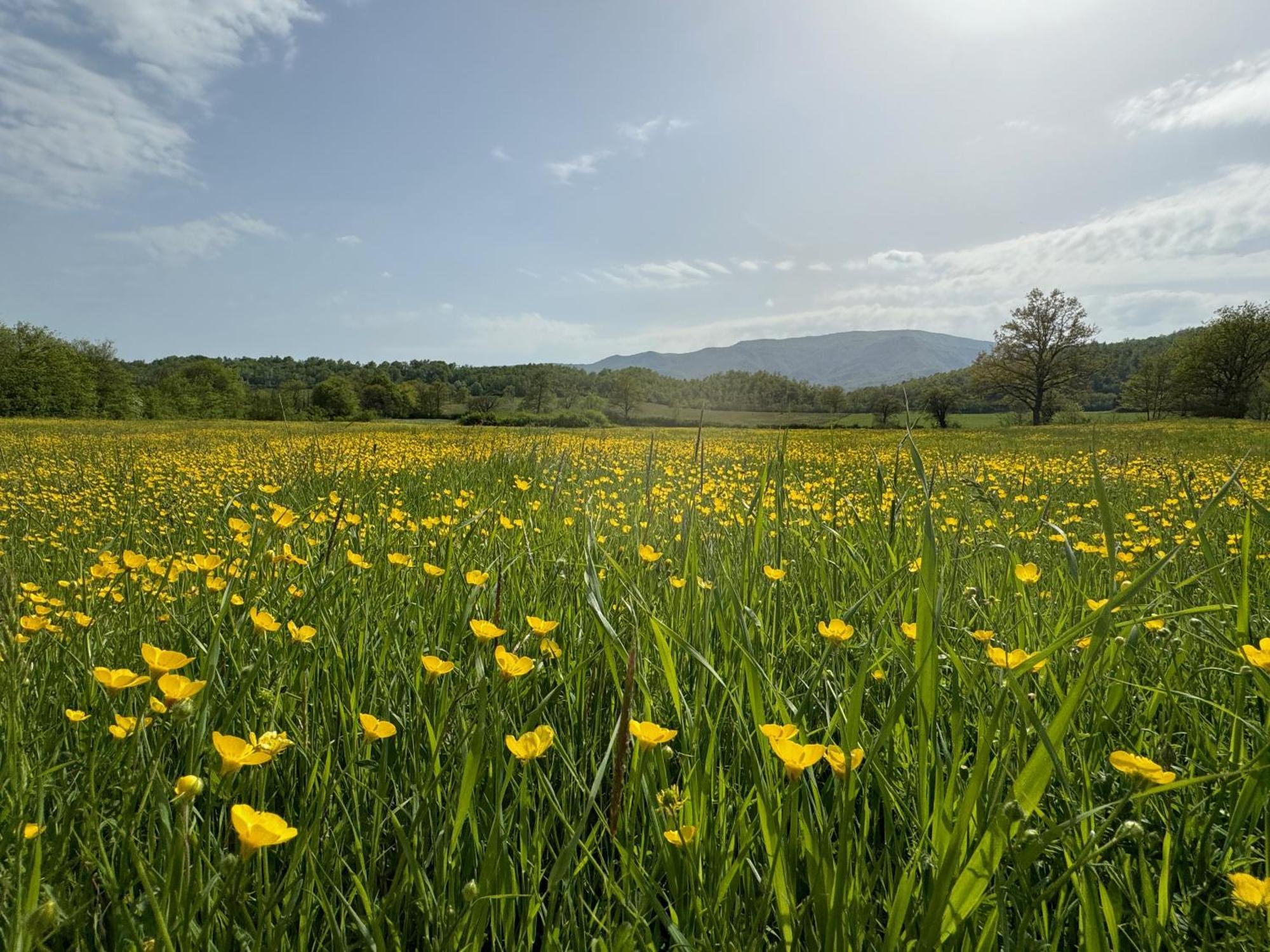 Bio Il Vigno Country house *